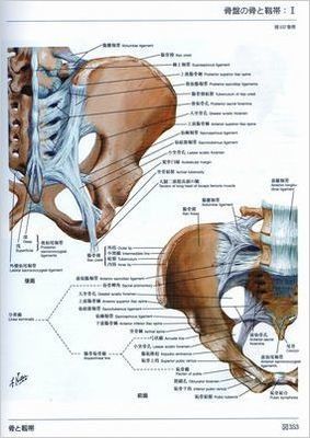 恥骨結合　ネッター３516縮小ー１.jpg
