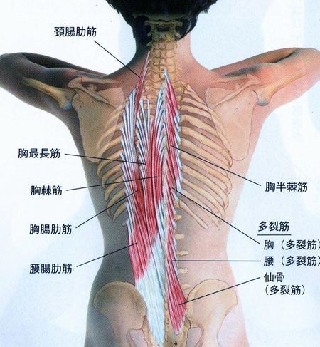 脊柱起立筋１016 (3)sns.jpg