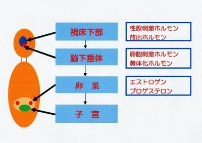 ホルモンの流れ505縮小ー３.jpg