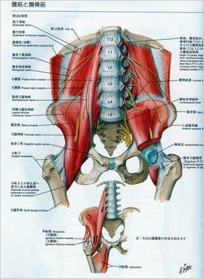 恥骨結合ー１515-500.jpg