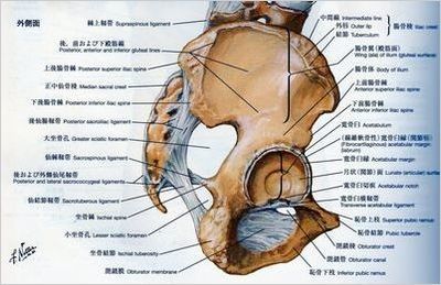 骨盤　骨　靭帯ー１563.jpg-77縮小ー１.jpg