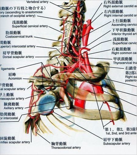 鎖骨下動静脈564.jpg縮小.jpg−２デスク.jpg