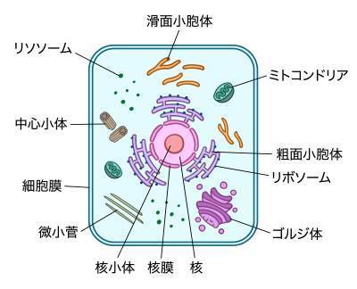 CIMG5578 (2)as.jpg