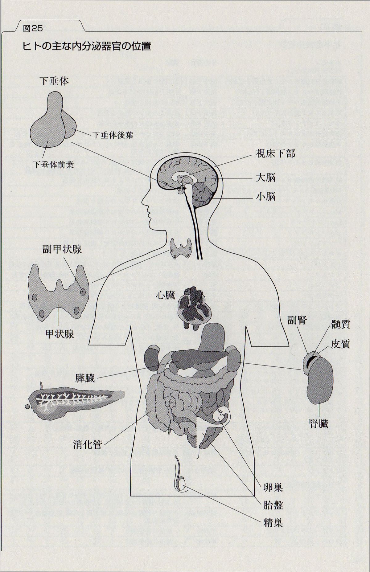 CIMG4157shu.jpg